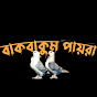 বাকবাকুম পায়রা