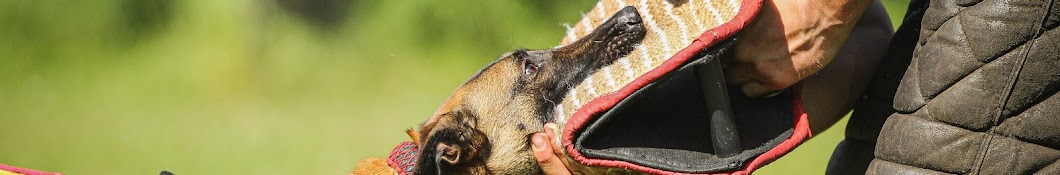 Training From A Dog's Point of View