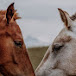 Horse_lovers