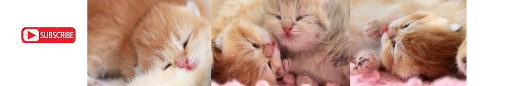 Teddy Kittens Banner