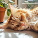 Sleepy Cat TV