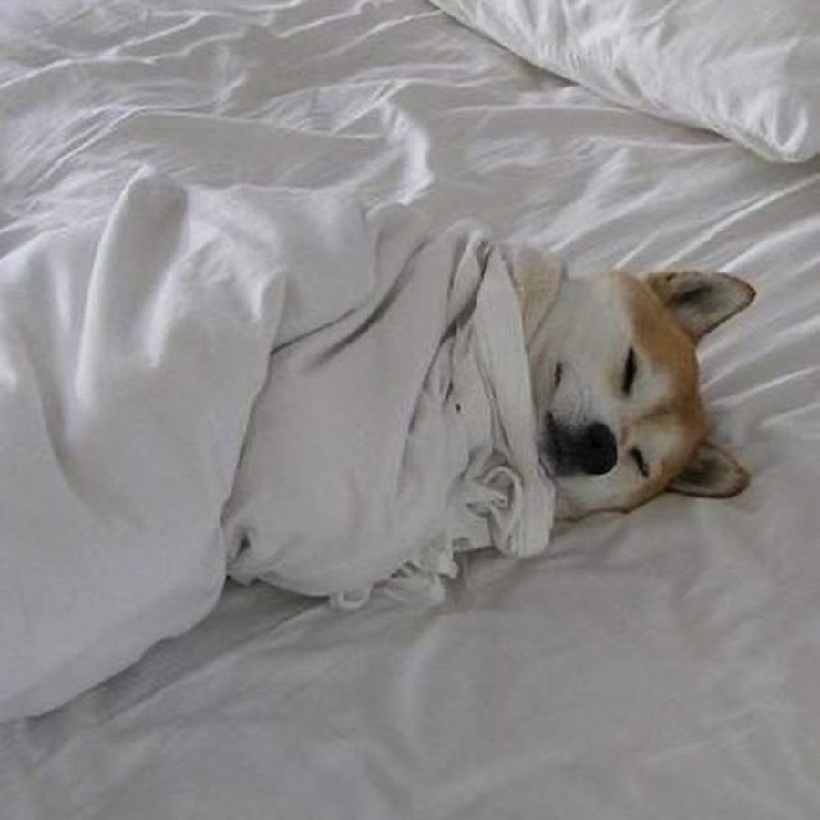 Собака в пижаме в кровати