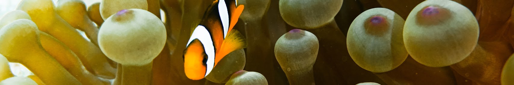 porcupinedivers8455