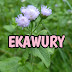 Ekawury