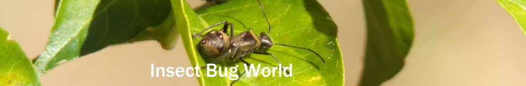 Insect  Bug World