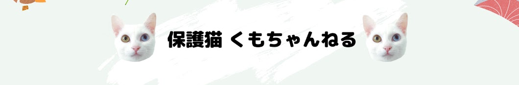 保護猫くもちゃんねる