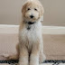 Goldendoodle Waffle 