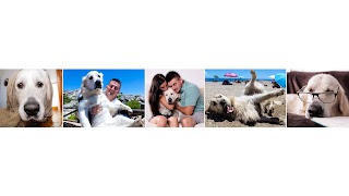 «Funny Dog Bailey» youtube banner