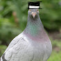 FaZePigeon