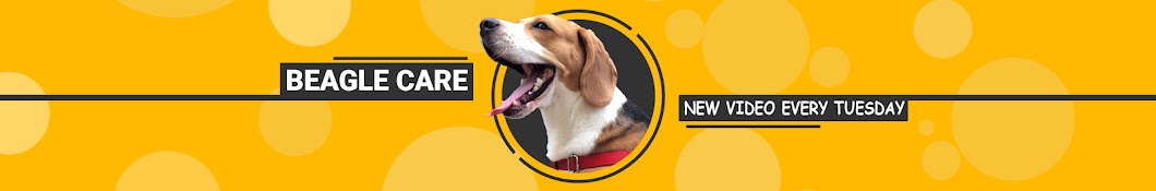 Beagle Care