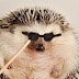 DefinitelyNotaHedgehog