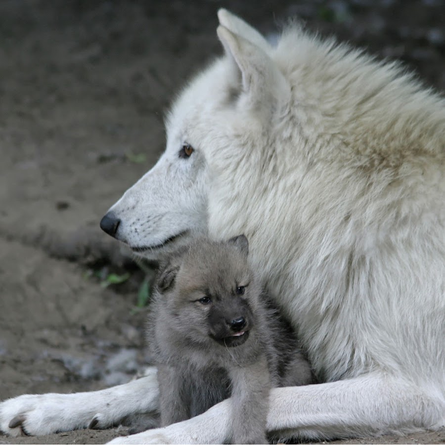 белые волки фото животных