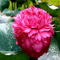 buds and blooms