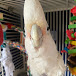 Turkey the Goffin Cockatoo