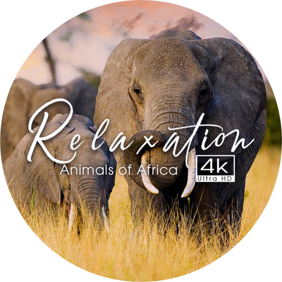 Relaxation Animals of Africa 4k