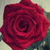 Redrose Tarot Astrology 