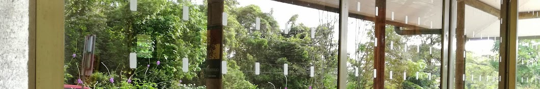 Colisión de Aves contra Ventanas Costa Rica