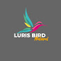 LURIS BIRD NATURAL