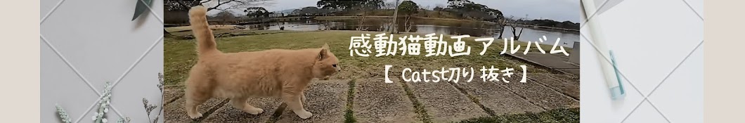 感動猫動画アルバム【Cats切り抜き】