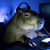 Capybara Gaming