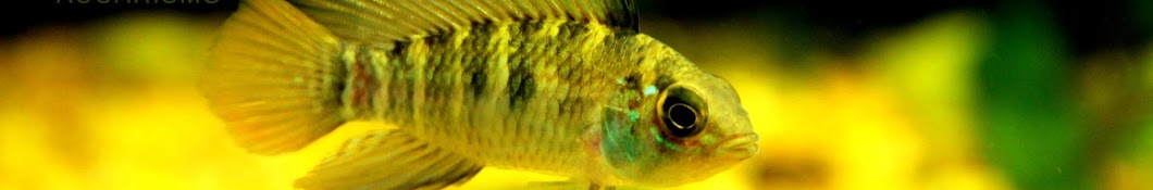 Ralfish Acuarismo