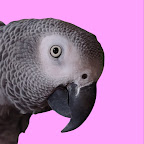 Cosmo the funny parrot