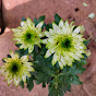 Madhanursery Flower collection 