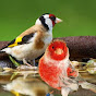 Canary and goldfinch