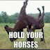 HoldingHorses