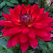 Singing Meadows Chrysanthemum and Dahlia Farm