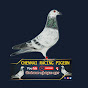 Chennai Racing Pigeon