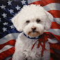 Bichon Frise USA