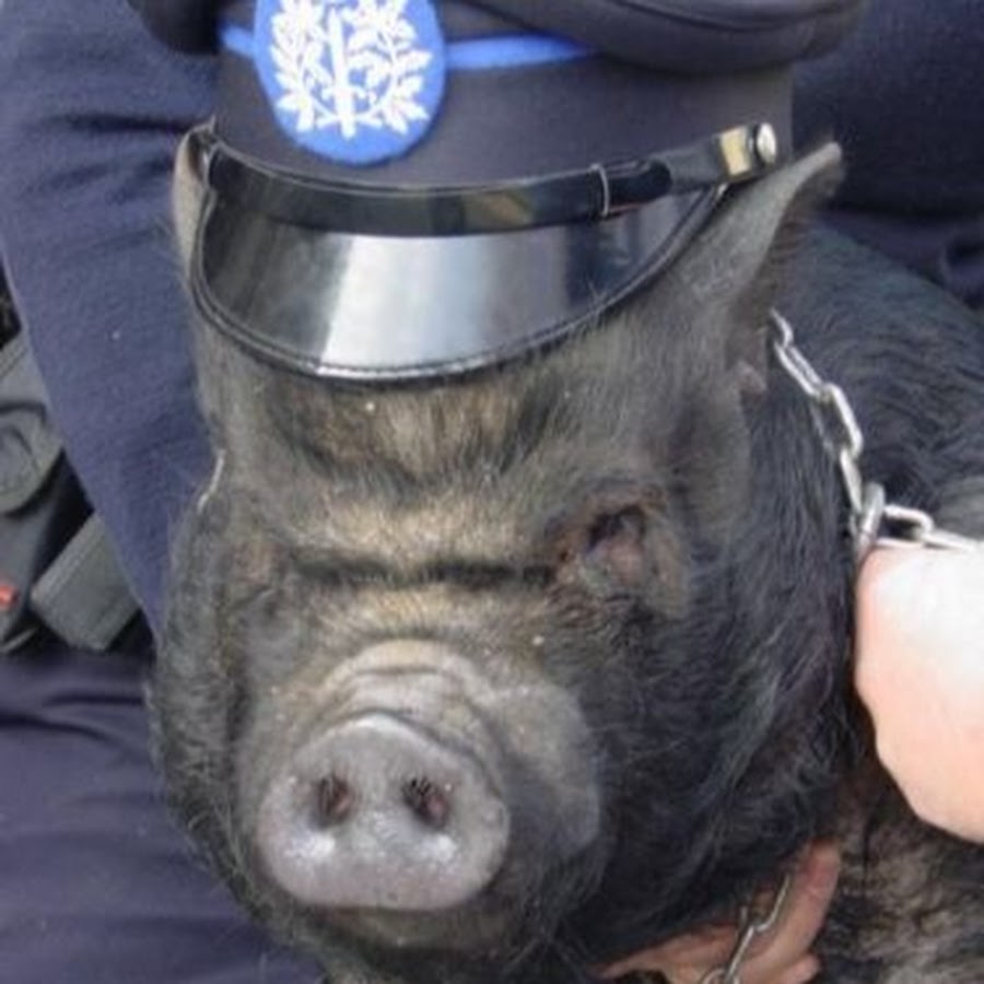 Свинья бандит. Свинья в каске. Кабан смешной. Свинья в фуражке. Крутая свинья.
