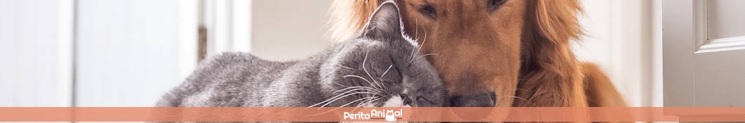 PeritoAnimal