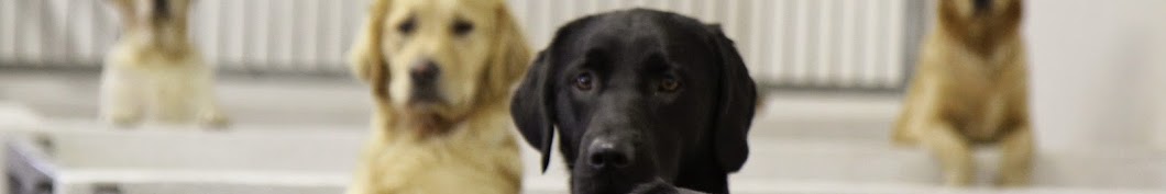 Irish Guide Dogs for the Blind