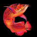 HRUTRUDRA PETS MARKET