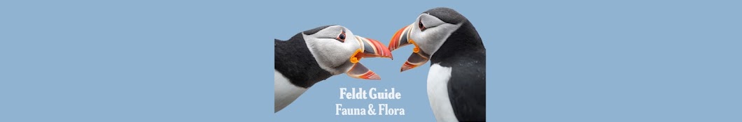 Feldt Guide