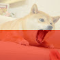 Poland Doge