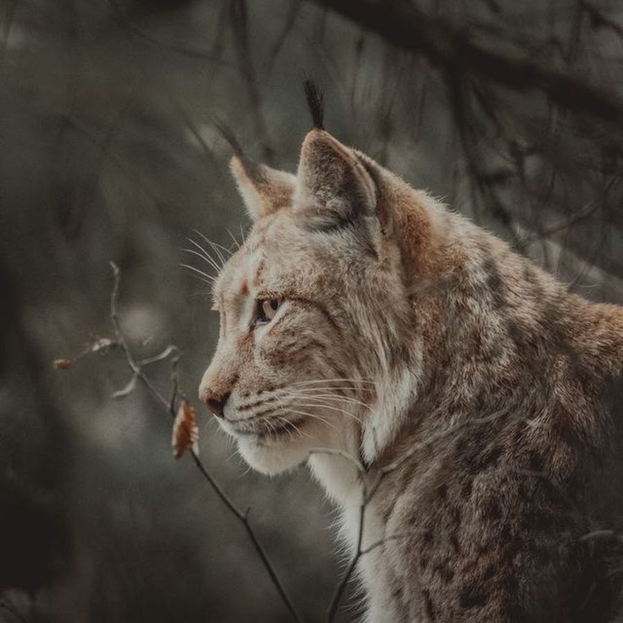 lynx therian wallpaper｜TikTok Search