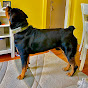 Salas House Rottweilers