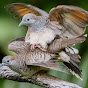 Zebra Doves Bird Training Singing