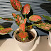 logo Jessie’s Beautiful Houseplants