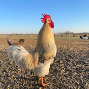 ChickenBoy