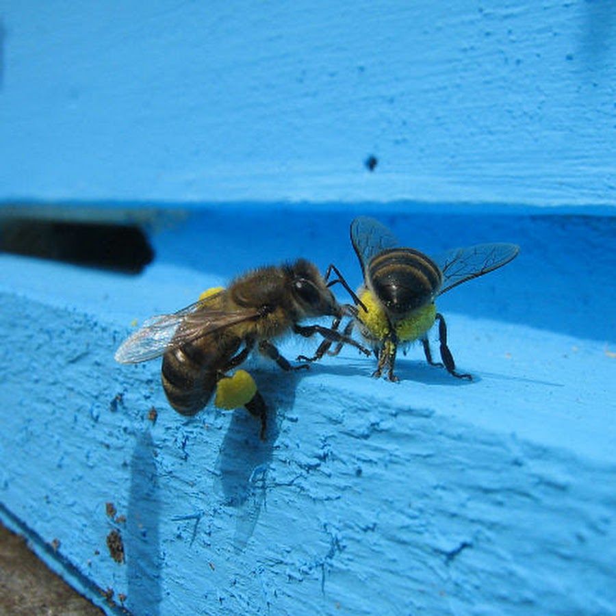 Beekeeping for beginners