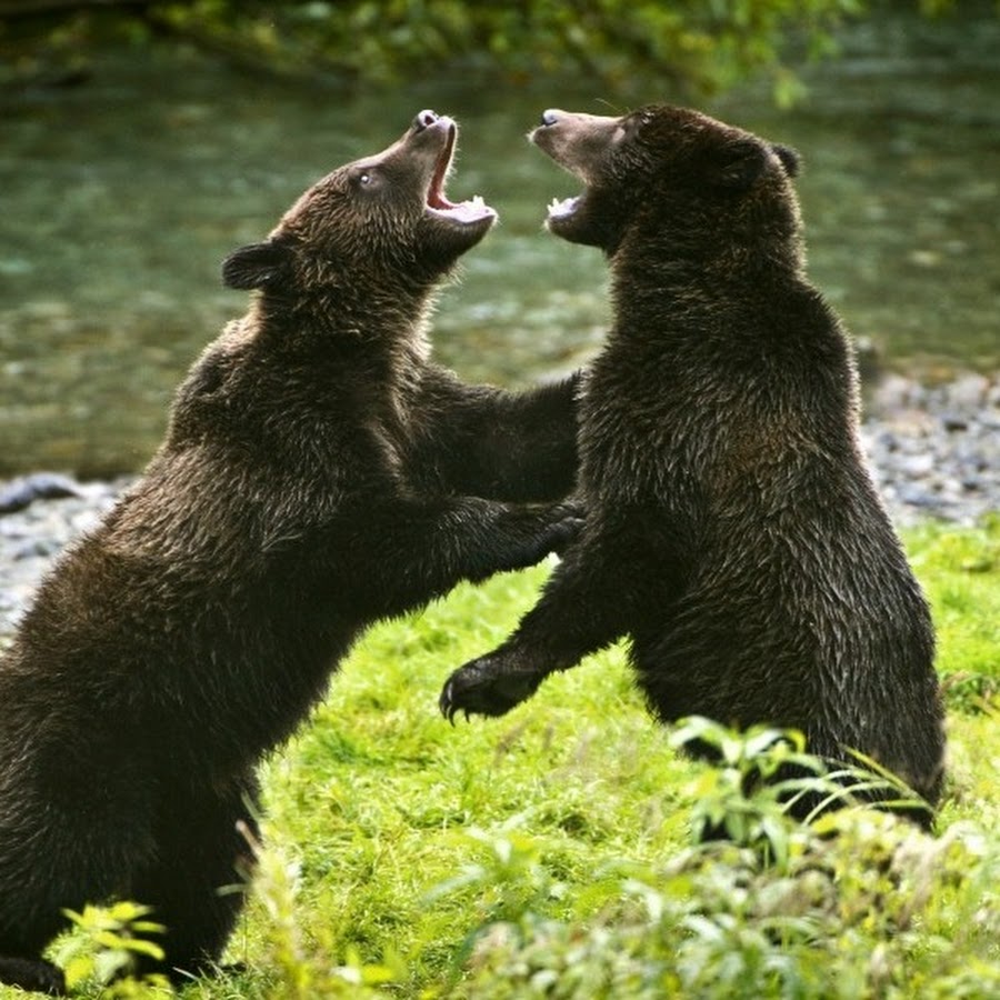 Bears 2 shop. Два медведя. Два Гризли. Два медведя дерутся. Медведь Гризли возле воды.