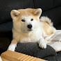 秋田犬クレア　Akita dog Claire