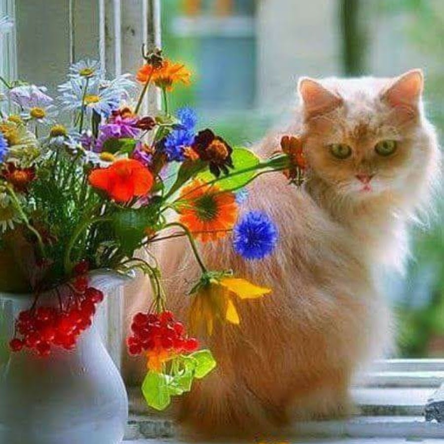 Доброе весеннее утро с котятами. Рыжий кот и цветы. Доброе утро котик цветы. Кошка с цветами.
