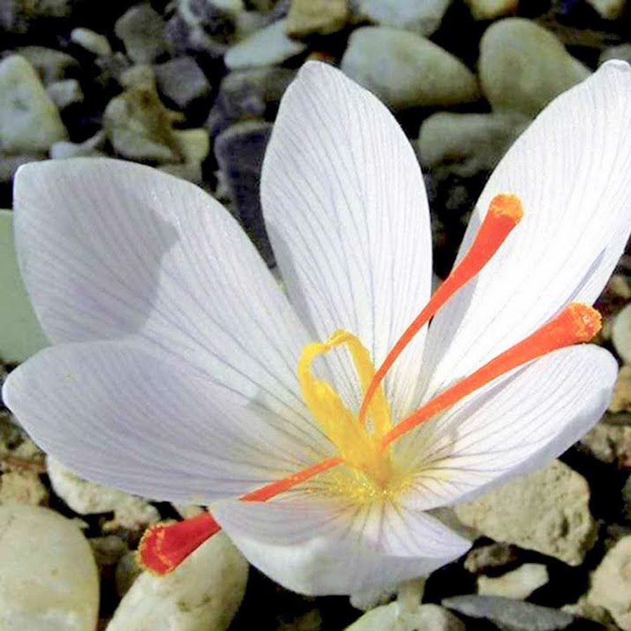 Белый шафран. Крокусы Шафран белые. Шафран цветок белый. Крокус Уайт. Saffron Crocus sativus Flower.