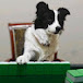 Border Collie RR