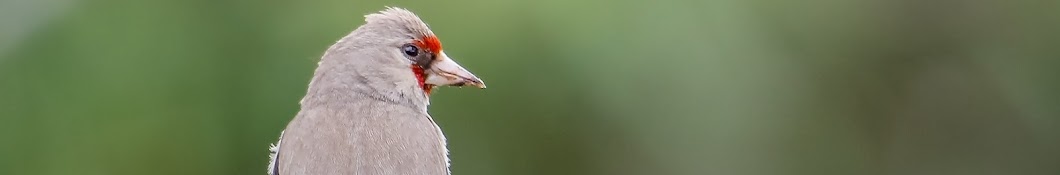 Oiseaux et Amis